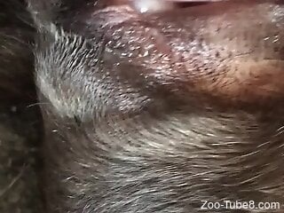 Zoophile cums inside his dog after zoo sex