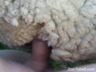 Man fucks furry animal at the farm and impregnates it