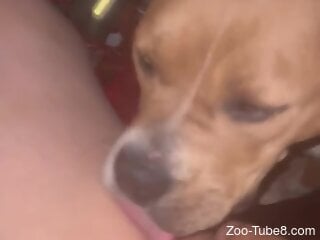 Zoophile happily receives a blowjob from his dog