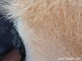 Close-up view at rough bestiality session