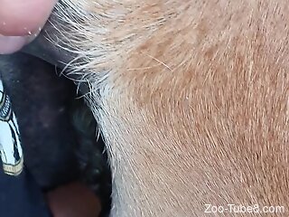 Close-up view at rough bestiality session