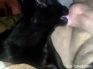 Nude amateur male inserts cock in his cat's mouth
