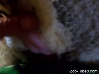 Close-up view at arousing bestiality scene