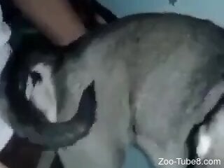 Aroused guy ass fucks his dog in a loud webcam series