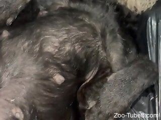 Man fucks furry dog in the ass and comes inside it