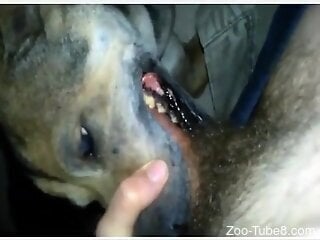 Amateur man sticks his giant dick in the dog's mouth