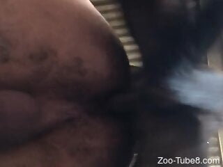 Amateur man with hairy ass tries anal sex with his dog