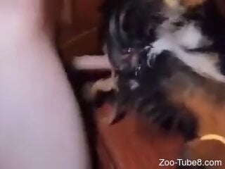 Amateur man ass fucks his furry friend in homemade perversions