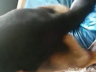 Dog penetrates woman's wet cunt and makes her come like never ...