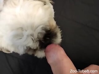 Small puppy licks man's erect penis in a dirty webcam play