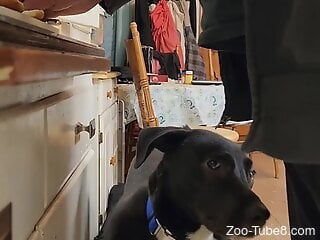 Naked old man allows curious dog to sniff and lick his ass