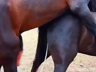 Horse fucking make the horny amateur guy feel aroused
