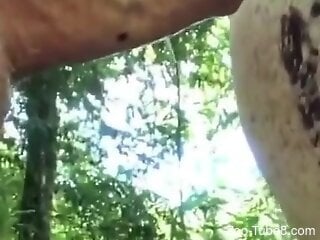 Naked man sticks his giant dick in the horse's pussy