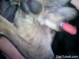Amateur man ass fucks dog the hard way and impregnates it