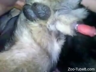 Amateur man ass fucks dog the hard way and impregnates it