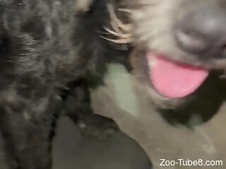 Insolent man slides his dick in the dog's furry pussy and ass