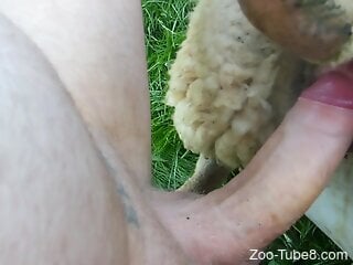 Nude man fucks a sheep the hard way and films himself