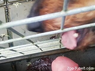 Amateur man completes one of his fetishes during a sex tape