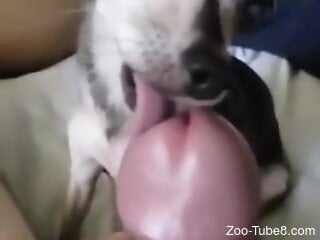 Dude loves it when the dog licks his erect penis