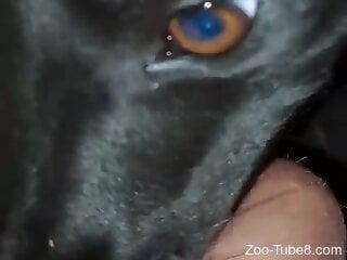 Dog licks man's cock and engulfs it in homemade XXX scenes