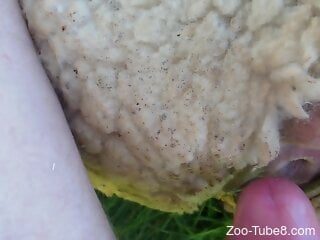 Amateur man deep fucks animal at the farm and impregnates it