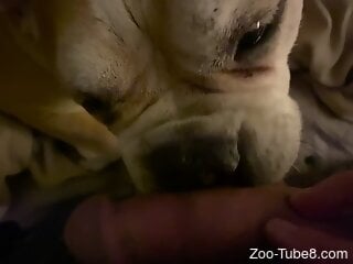 Dog licks man's erect penis in ways that make the man come