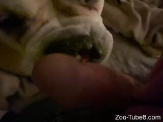 Dog licks man's erect penis in ways that make the man come